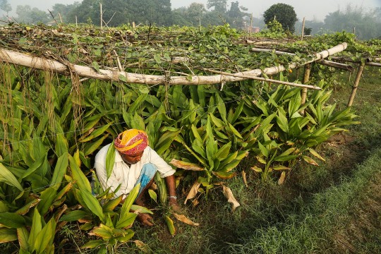 Agriculture à plusieurs niveaux au sheohar en inde