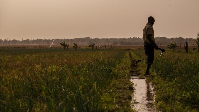 homme dans un champ au burkina faso